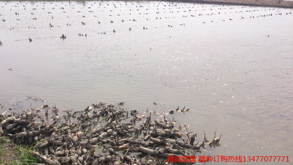 鄂莲一号藕种批发