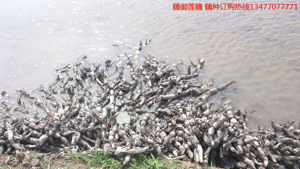 鄂莲二号藕种批发