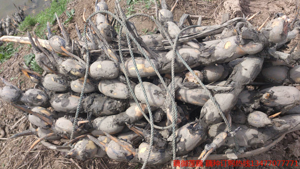 鄂莲三号藕种批发