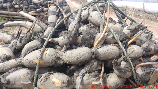 鄂莲四号藕种批发