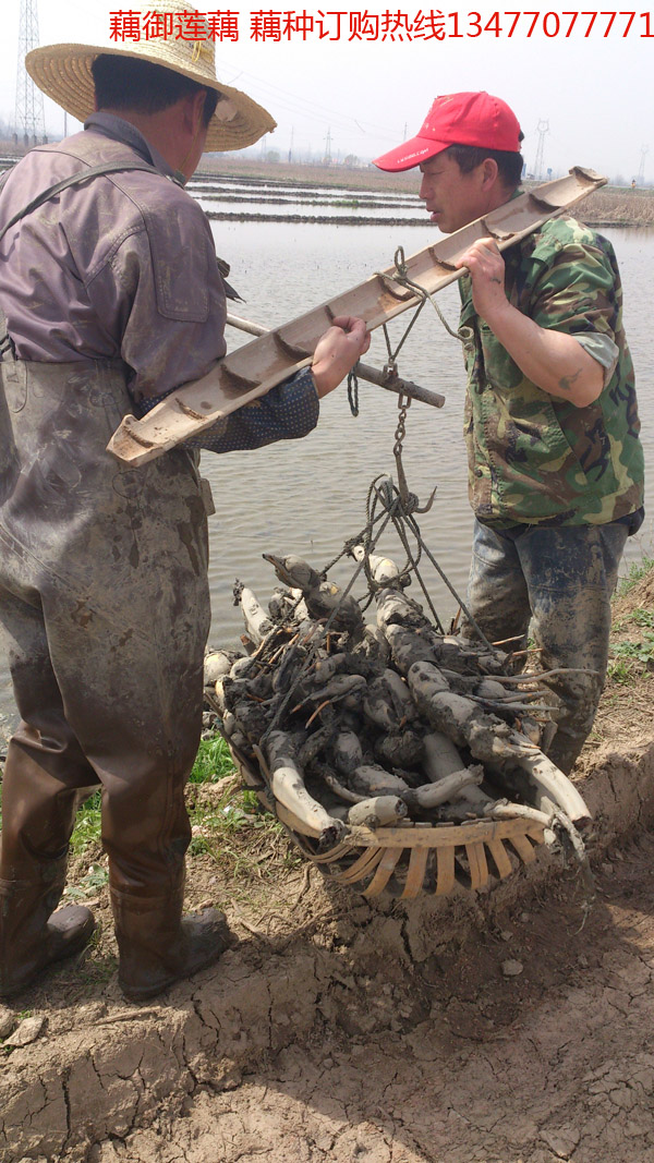 鄂莲六号藕种批发