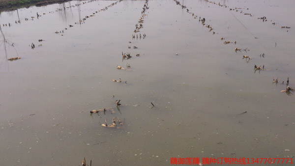 太空莲36号藕种批发